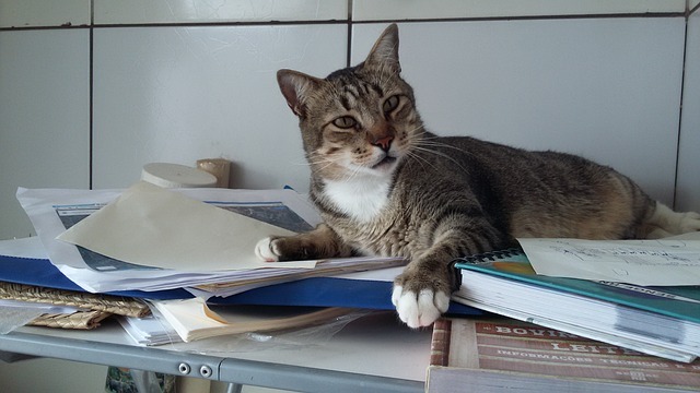 「クリッカートレーニング」で猫と楽しく遊ぶ！高齢猫もいきいき