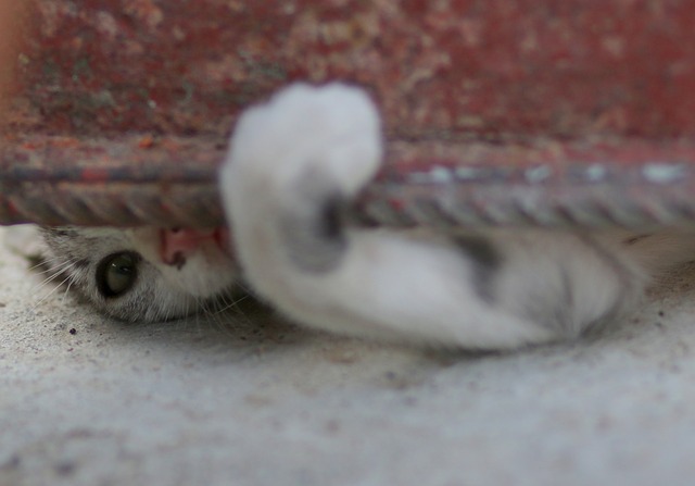 「クリッカートレーニング」で猫と楽しく遊ぶ！高齢猫もいきいき