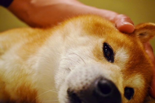 愛犬にマッサージ療法を行ってみよう