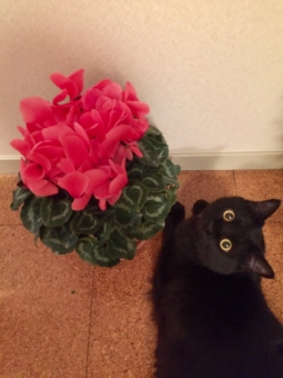 猫の中毒の原因となる食べ物や植物、その症状と治療法について
