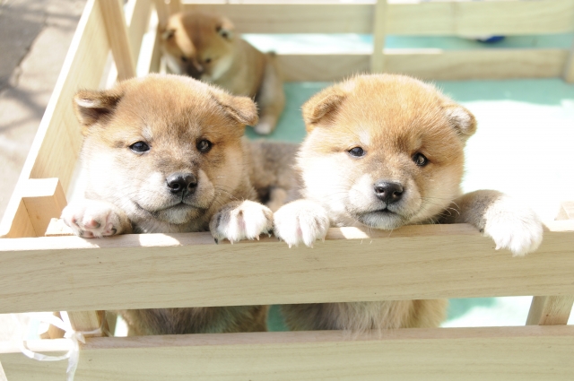 犬の鼠径(そけい)ヘルニアとは?詳しくご紹介します!