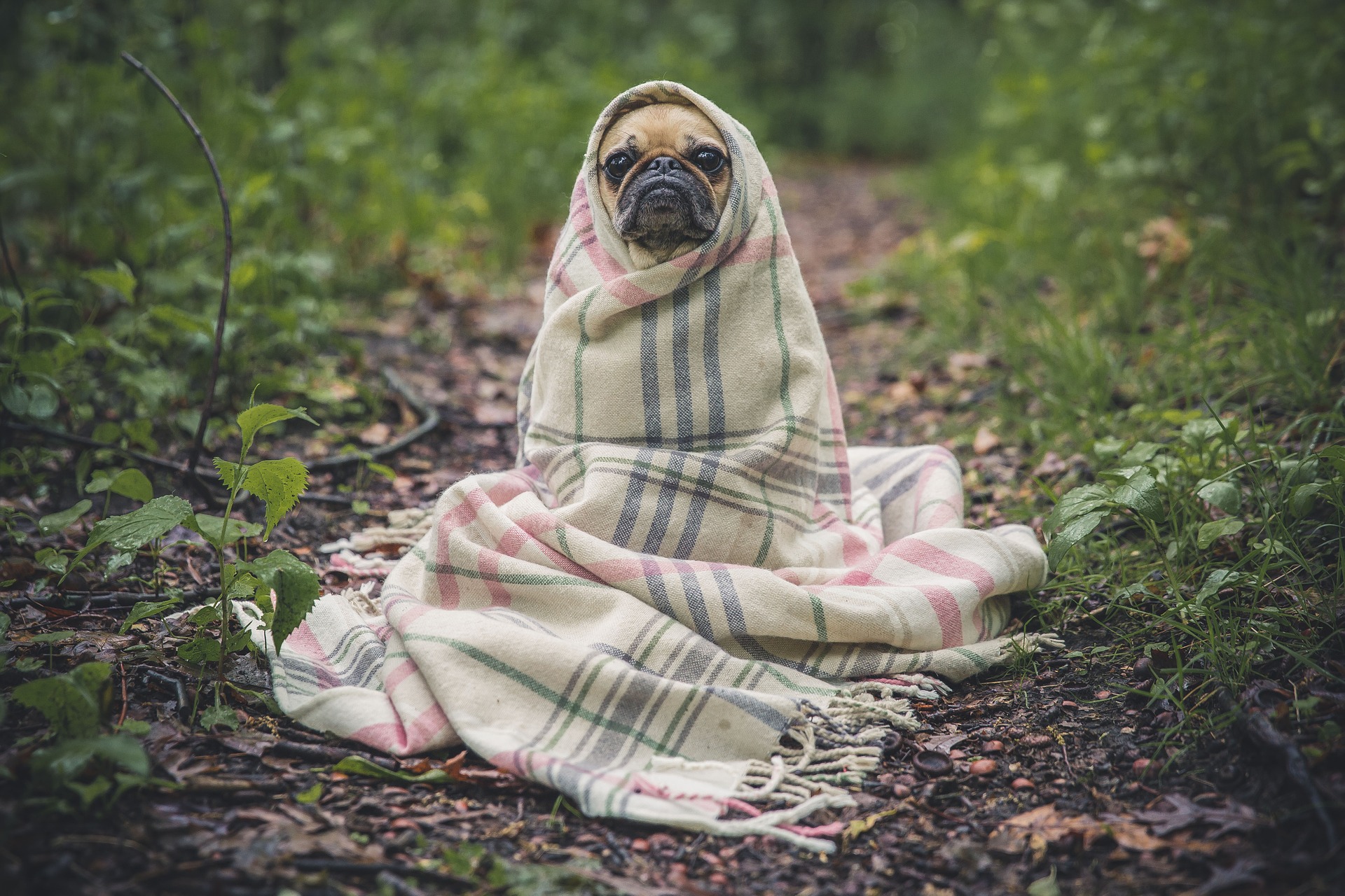 もしもの時、どうすれば良い?犬が迷子になってしまった時の対処法