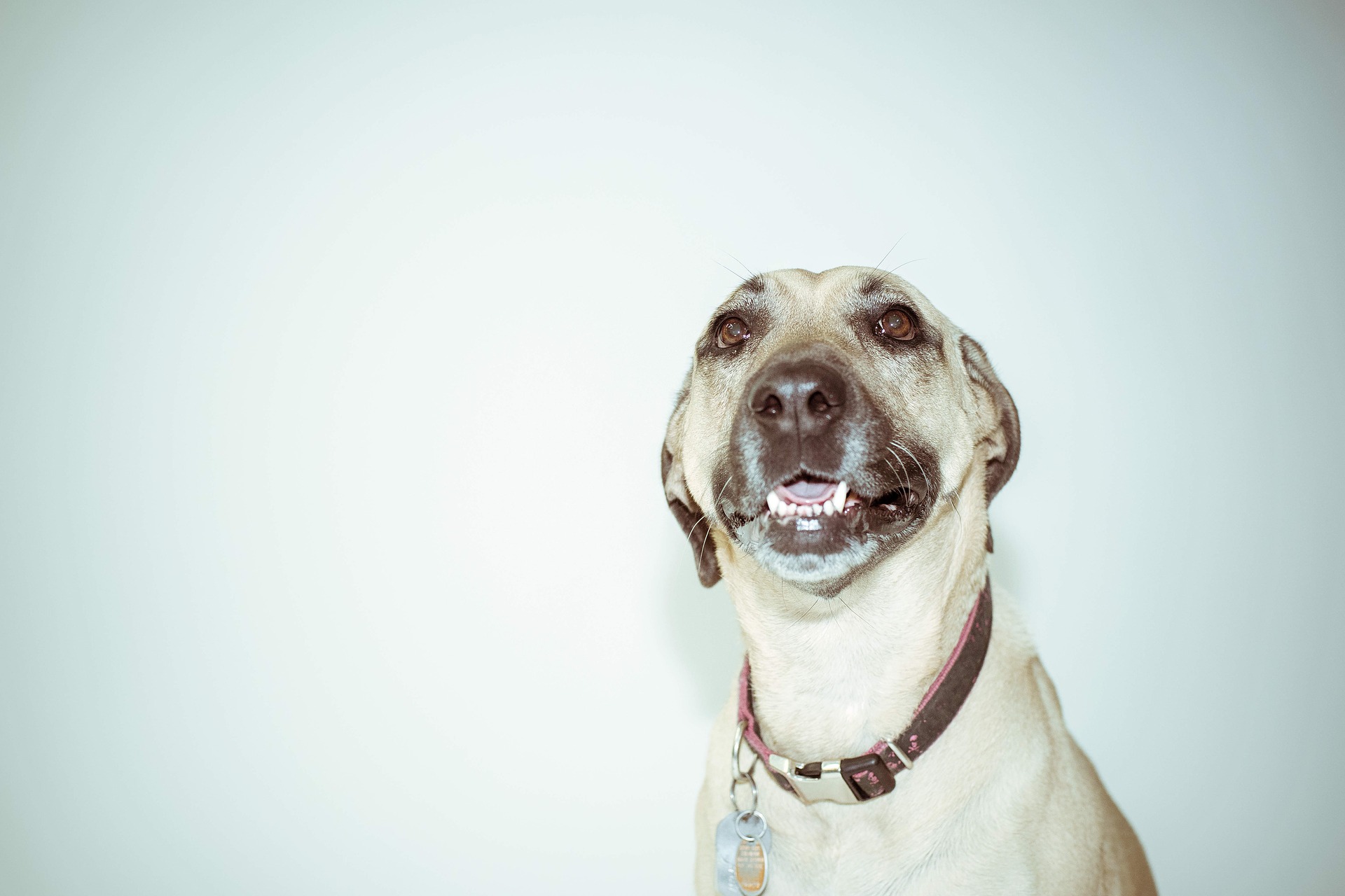 もしもの時、どうすれば良い?犬が迷子になってしまった時の対処法