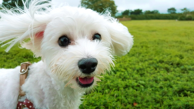 犬のトッピングごはん “基本の調理法と器具” 編