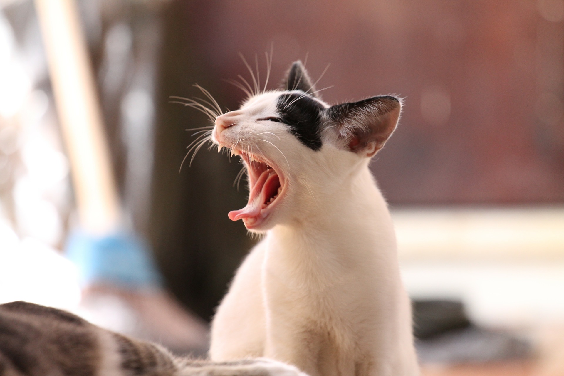 これからの季節に気をつけたい!愛猫をノミ・マダニから守るためには