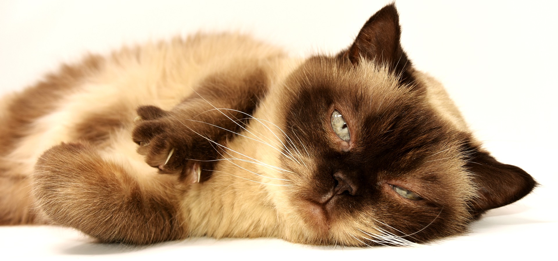 愛猫が毛玉を吐き始める前にしたい5つのケア!