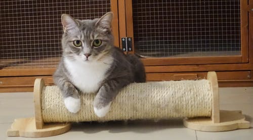 猫の通院のストレスを減らすコツ(前編)