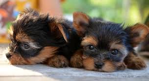 初めて犬を飼う時の犬種の選び方