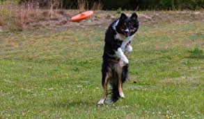 初めて犬を飼う時の犬種の選び方