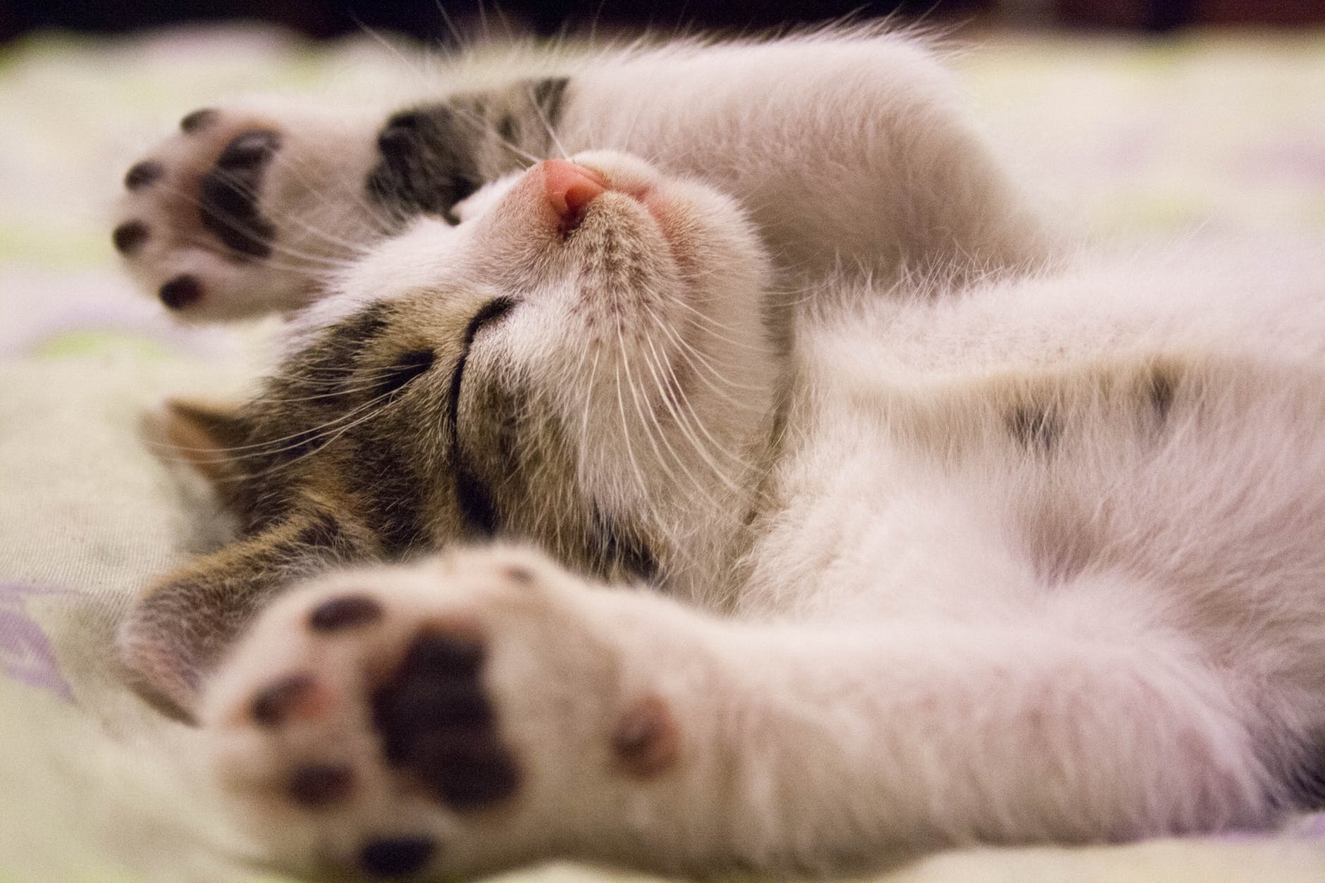 猫とのコミュニケーションの秘密