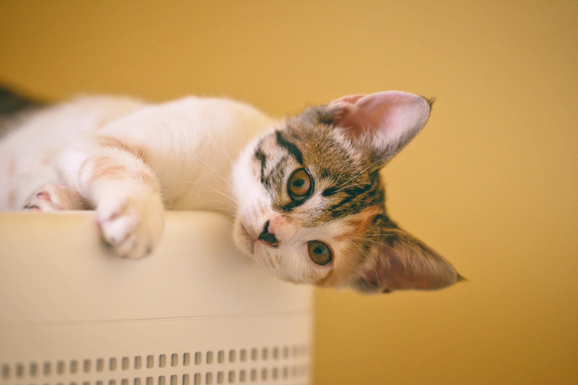 猫の通院のストレスを減らすコツ(後編)