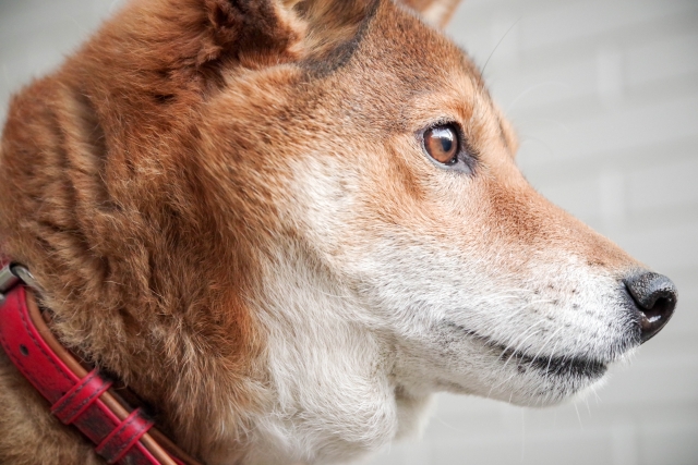あなたの愛犬の目は何色?目の様子で分かる病気もある!