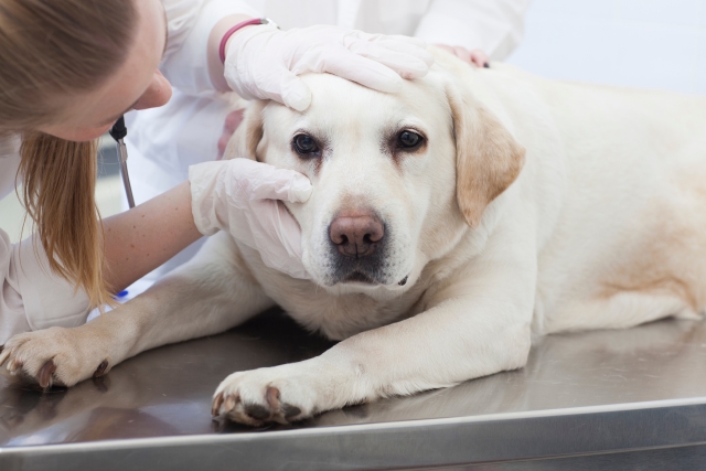 あなたの愛犬の目は何色?目の様子で分かる病気もある!