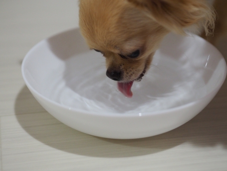 犬に氷を与えてもいいの?与える時の注意点を紹介