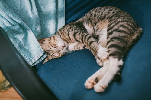 猫の身体と心のあれこれ