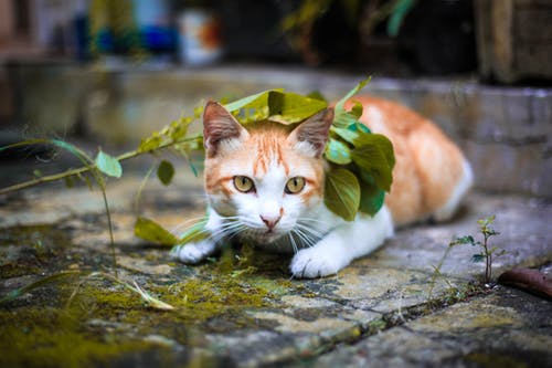 猫の身体と心のあれこれ