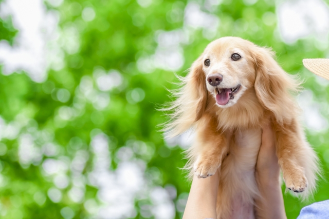 犬の適正なフード量、カロリー計算での算出