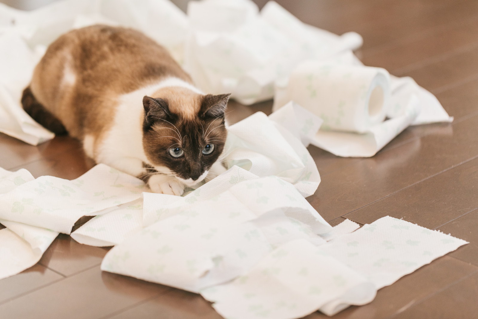 猫がトイレ以外で粗相をしてしまった!原因と対策