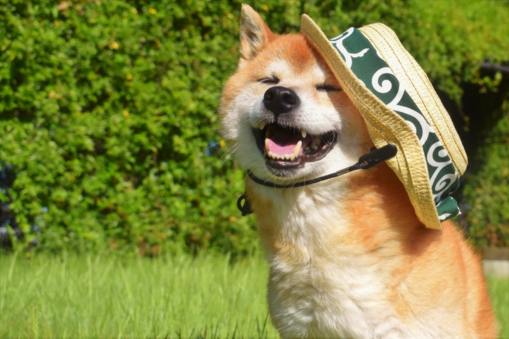 犬も熱中症になる?症状や予防について