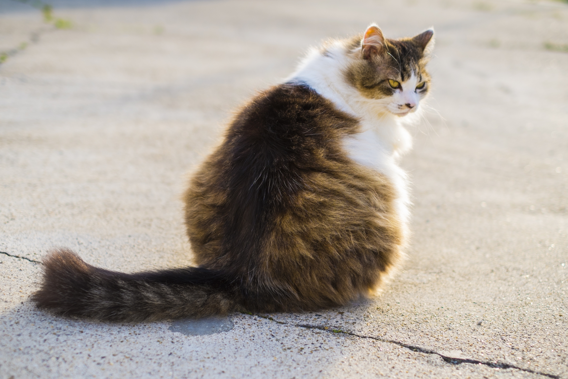 猫のダイエットは難しい!?減量を成功させるコツを解説します!