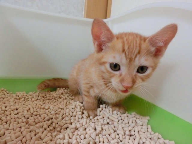 猫が喜ぶ快適トイレは?サイズ、トイレ砂、場所、清潔度からチェック