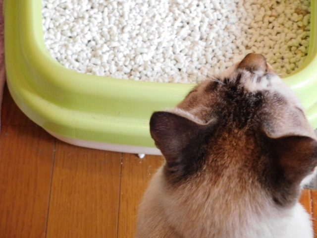 猫が喜ぶ快適トイレは?サイズ、トイレ砂、場所、清潔度からチェック
