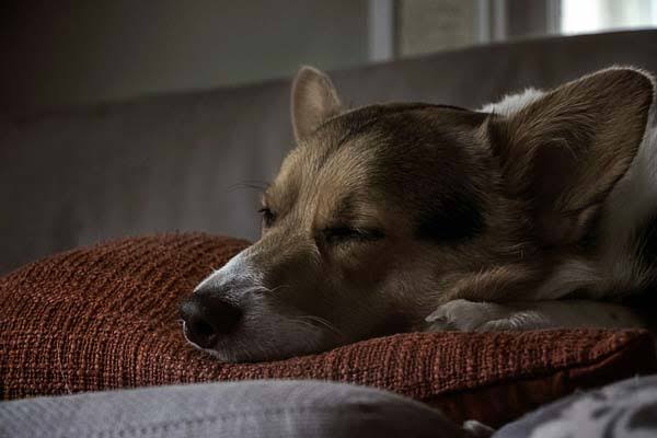 犬の低タンパク症について