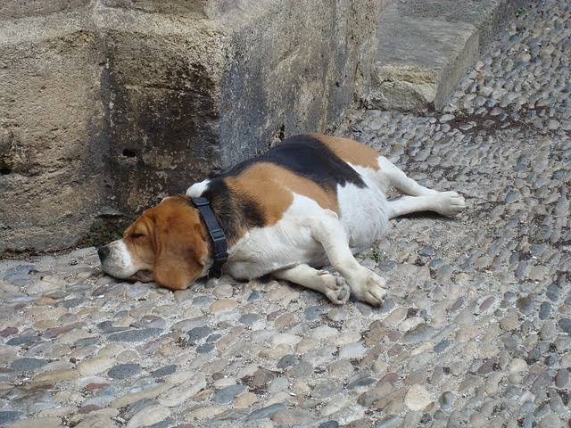 犬の低タンパク症について