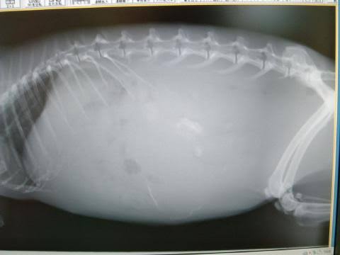 犬の低タンパク症について