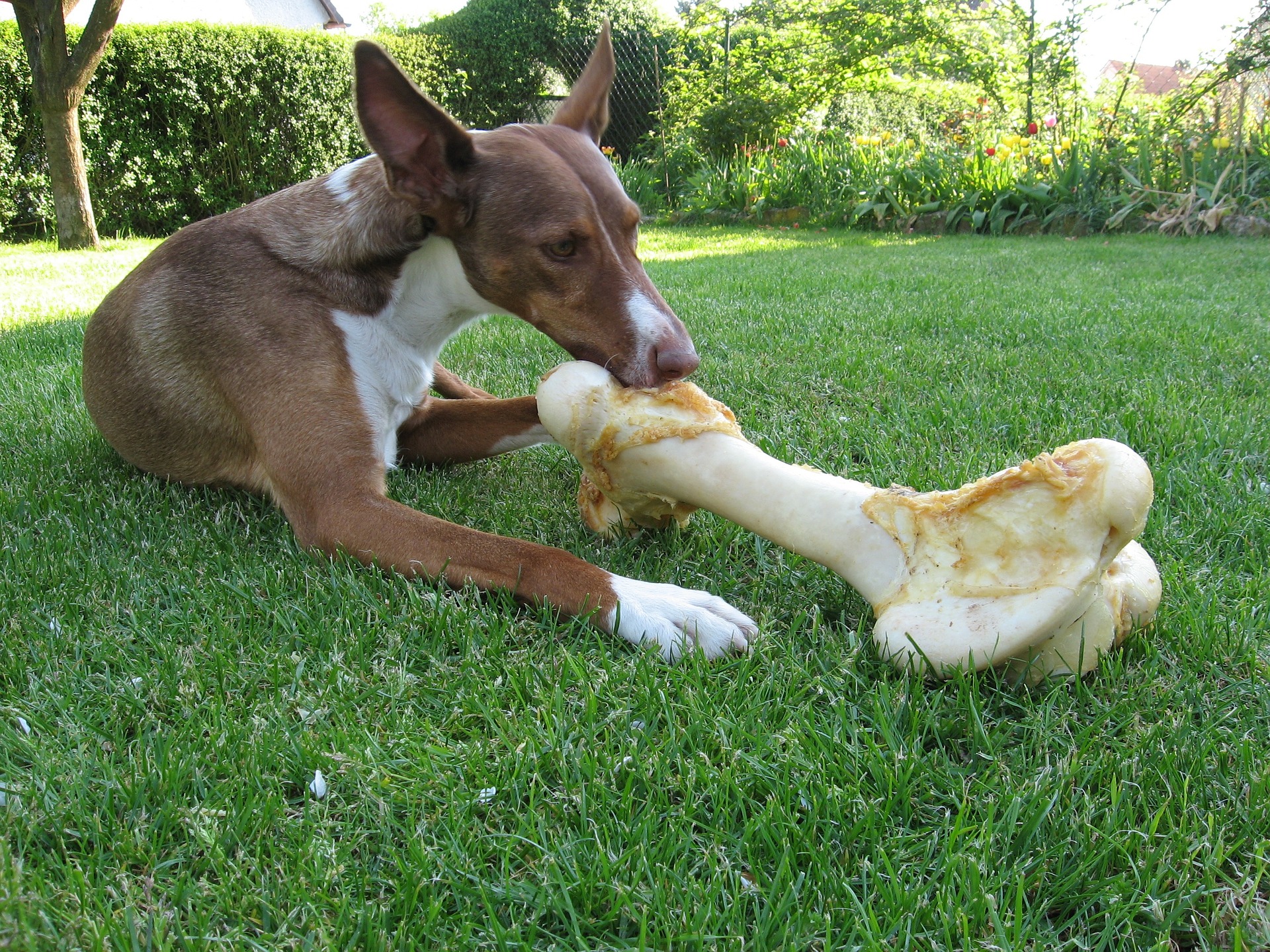 愛犬にしこり?しこりを見つけた時に行うこと5選