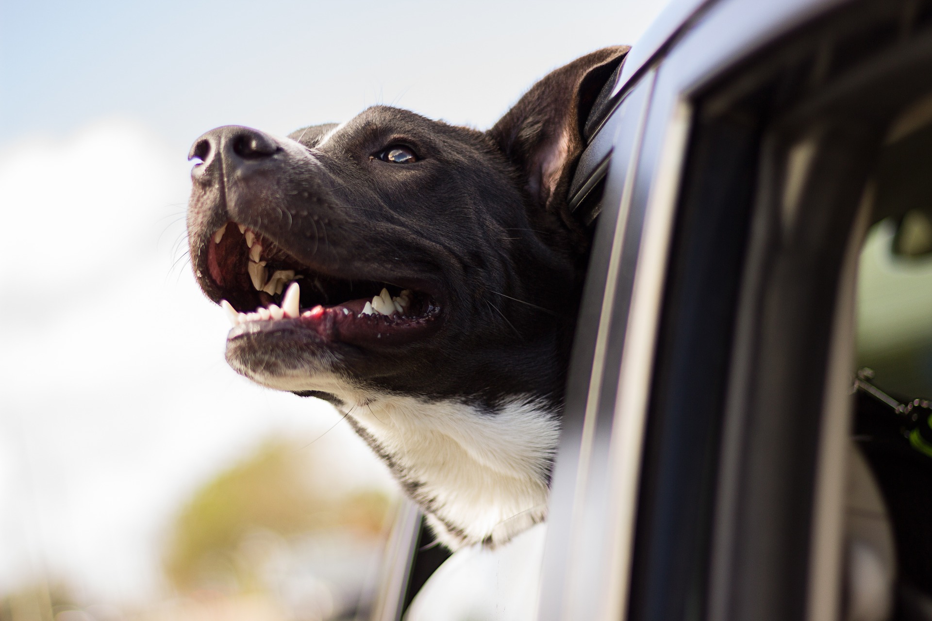 愛犬が車酔いをする!お出かけで気をつけたいことを紹介