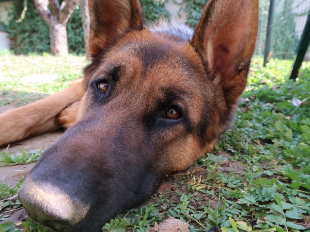犬の膵外分泌不全