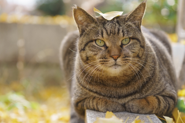 猫の膵炎について