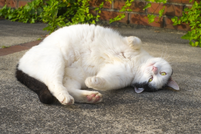室内飼いの猫は本当にしあわせ?お外の危険とお家のリスク