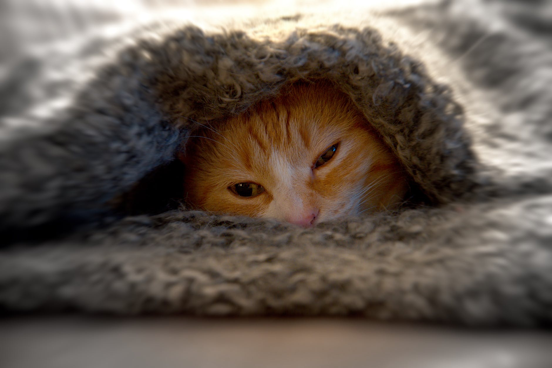 猫が気にする様々な刺激