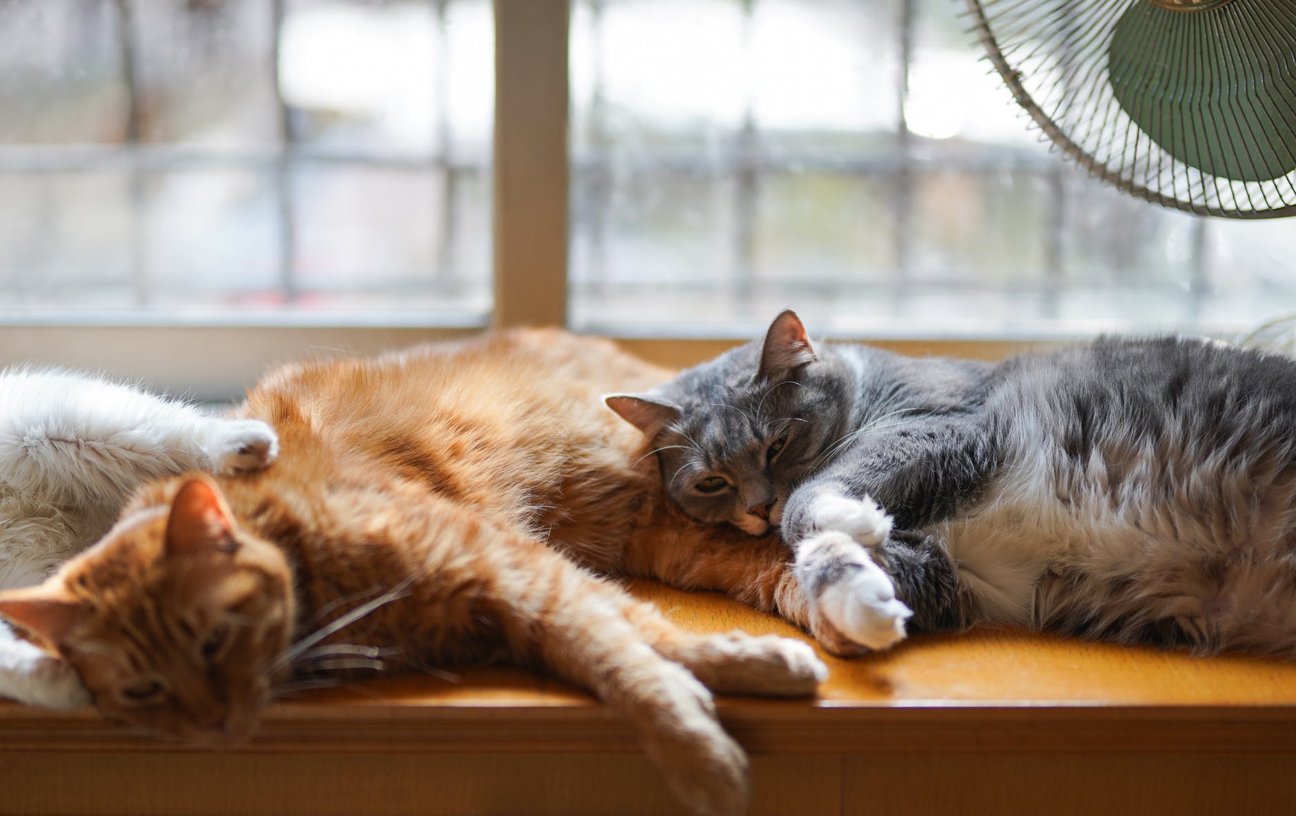 猫が気にする様々な刺激