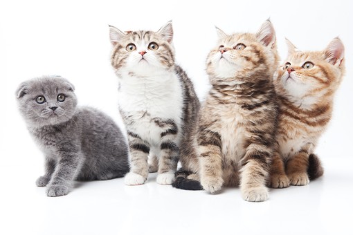 性格が違う?!猫の毛色ごとの特徴と性格を説明!