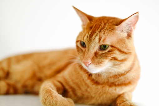 性格が違う?!猫の毛色ごとの特徴と性格を説明!