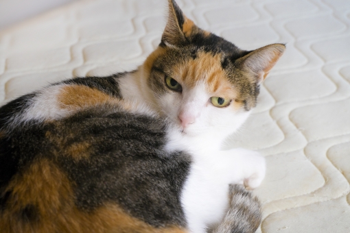 性格が違う?!猫の毛色ごとの特徴と性格を説明!