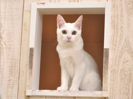 性格が違う?!猫の毛色ごとの特徴と性格を説明!