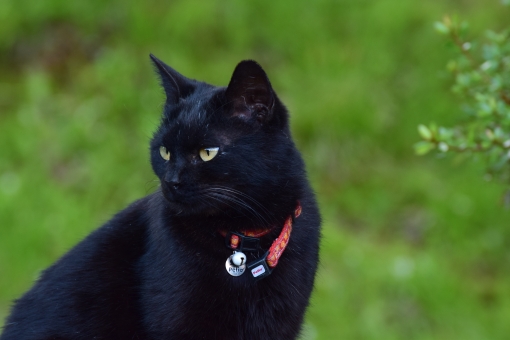 性格が違う?!猫の毛色ごとの特徴と性格を説明！