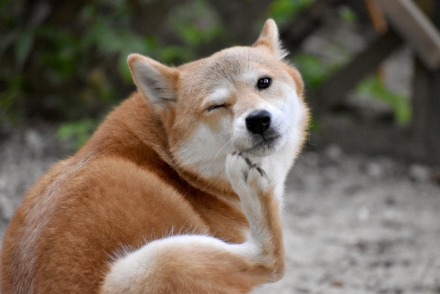 犬の皮膚炎の悪化を防ぐにはかゆみへの対策が肝心