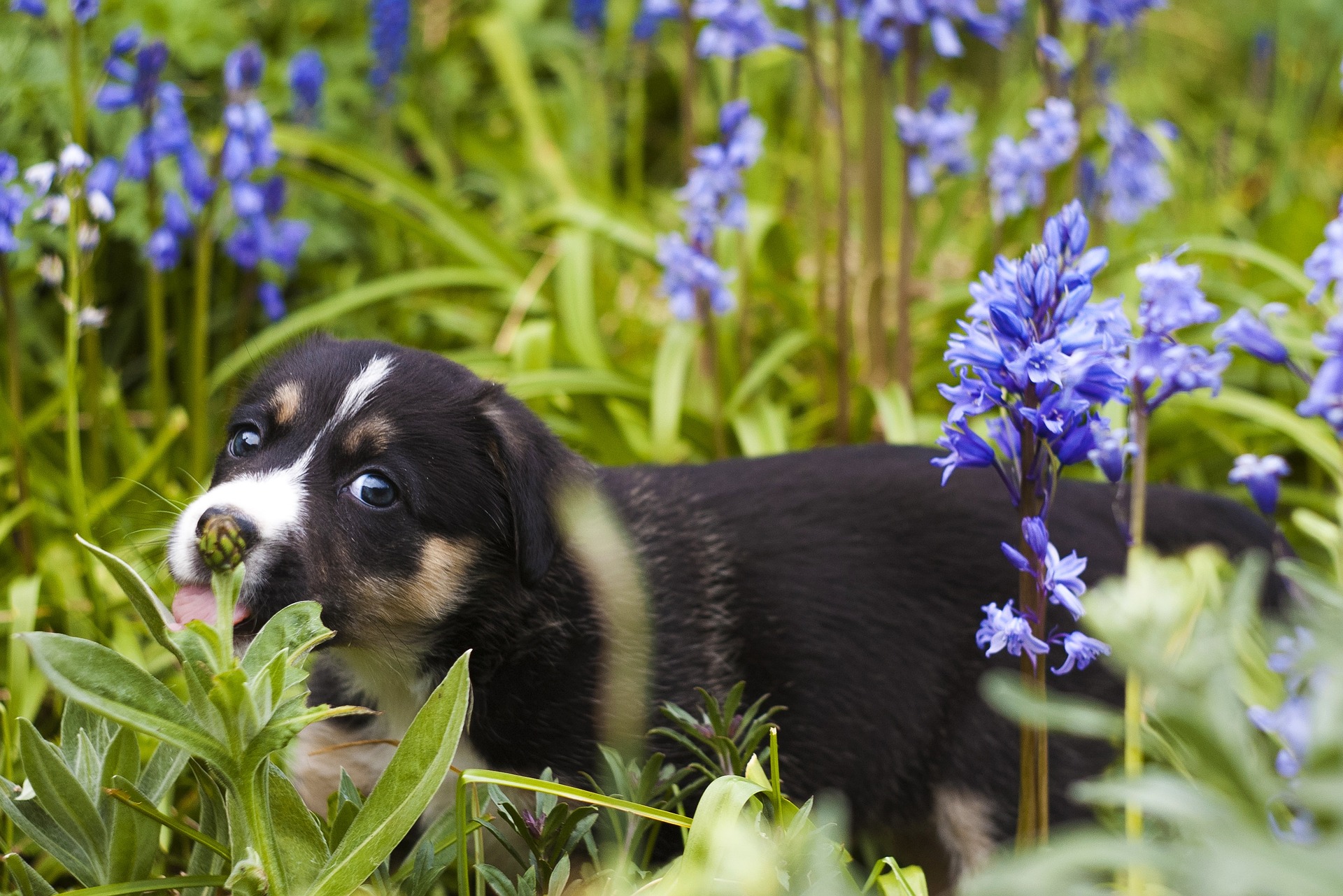 部屋に飾るのも要注意!犬にとって危険な花