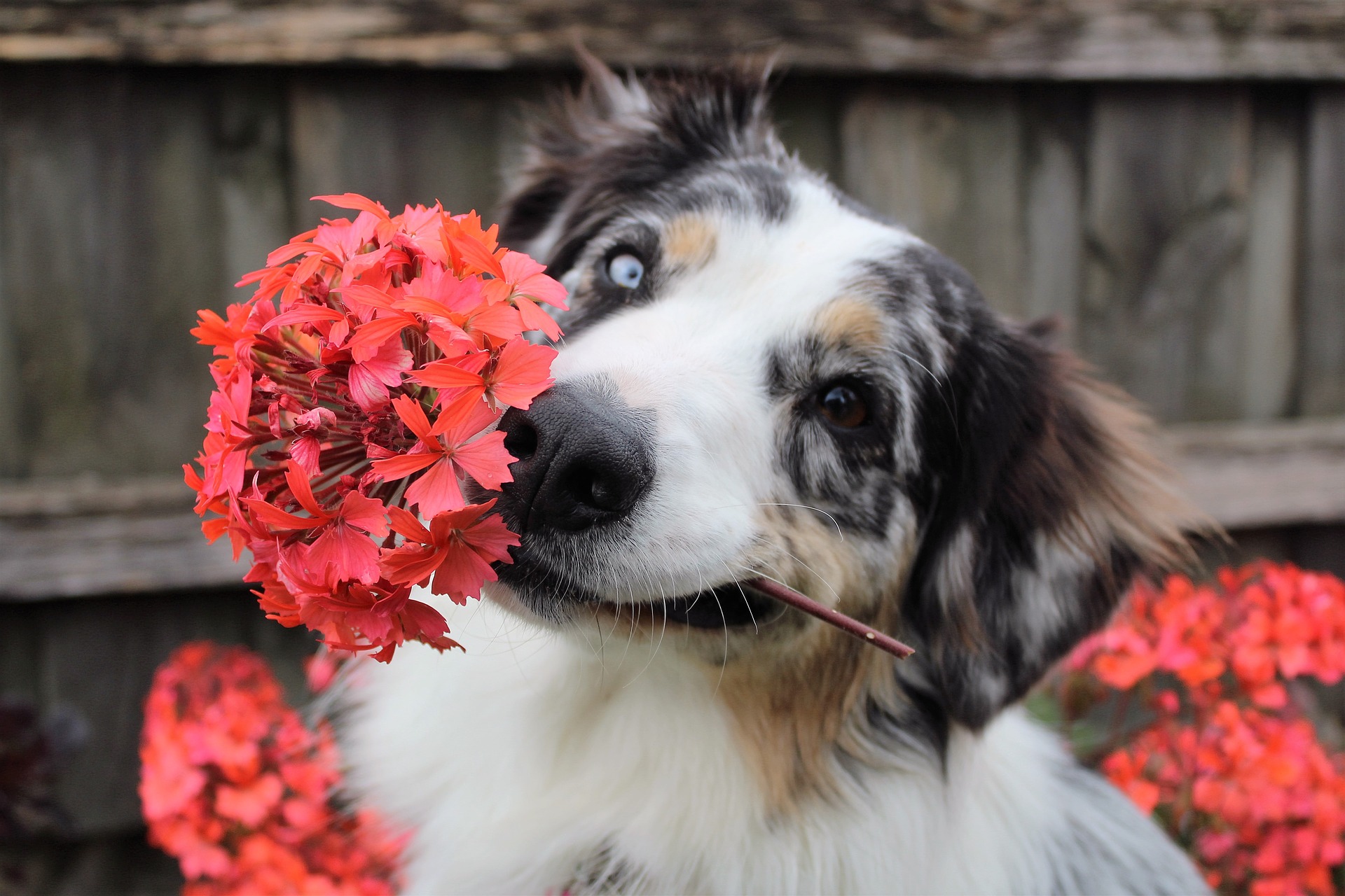 部屋に飾るのも要注意!犬にとって危険な花