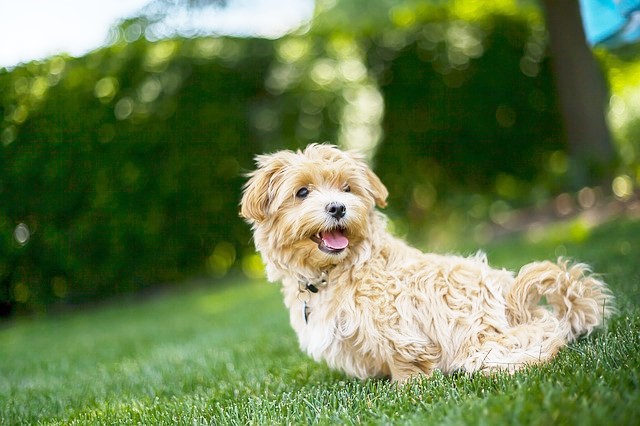 犬と猫にマイクロチップは必要?法律改正で今改めて考える価値