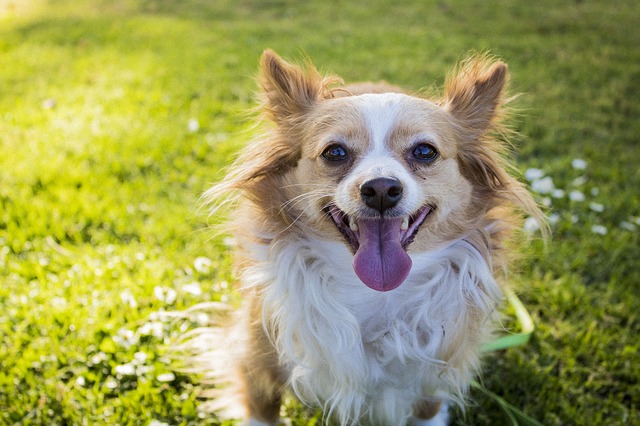 犬と猫にマイクロチップは必要？法律改正で今改めて考える価値