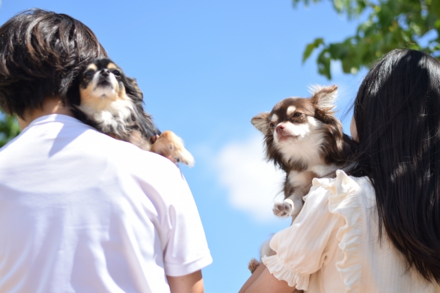 犬と猫にマイクロチップは必要？法律改正で今改めて考える価値