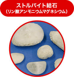 猫の急性腎不全の原因と治療