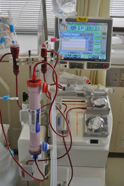 猫の急性腎不全の原因と治療