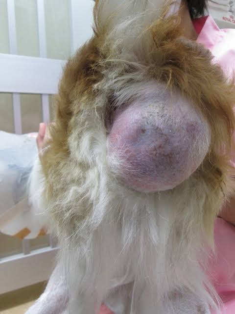 犬の会陰ヘルニアと緊急時の外科的処置